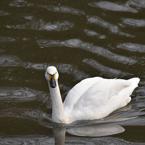 tundra swan (Cygnus columbianus)