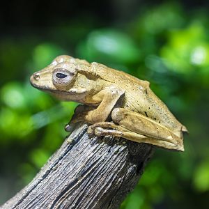 Borneo eared frog (Polypedates otilophus)