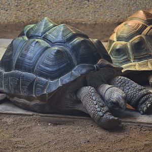 Aldabra giant tortoise (Aldabrachelys gigantea)