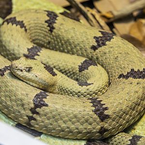 rock rattlesnake (Crotalus lepidus)
