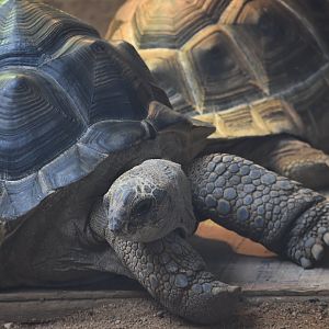 Aldabra giant tortoise (Aldabrachelys gigantea)