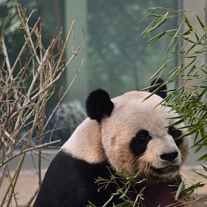 giant panda (Ailuropoda melanoleuca)