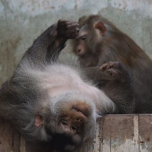 northern pig-tailed macaque (Macaca leonina)