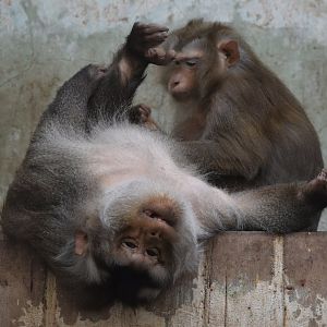 northern pig-tailed macaque (Macaca leonina)