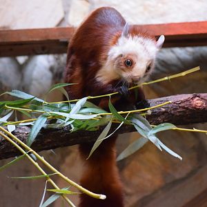 Red and white giant flying squirrel