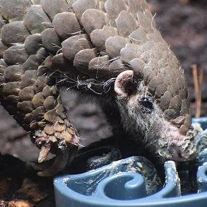 Pangolin feeding