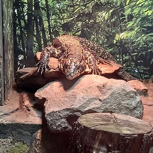 Black and White Tegu