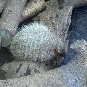 Armadillo