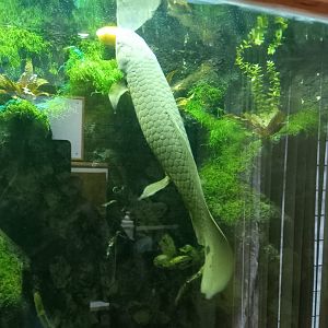 Australian Lungfish