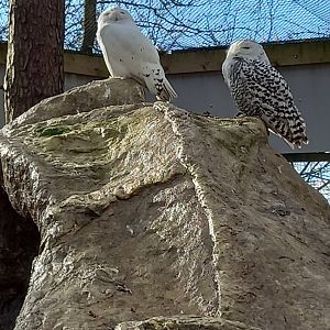 Snowy Owls