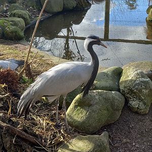 Demoiselle Crane