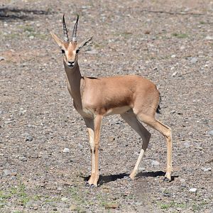 Indian Gazelle (Chinkara)