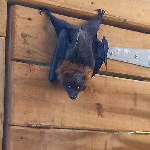 Rodrigues Fruit Bat