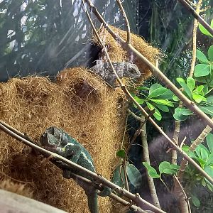 Panther Chameleon and Cuvier's Swift