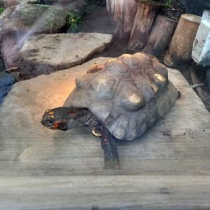 Red-footed Tortoise