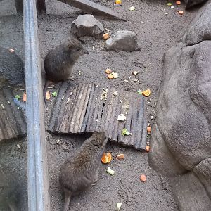 Potoroos