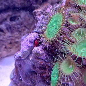 Red Reef Hermit Crab