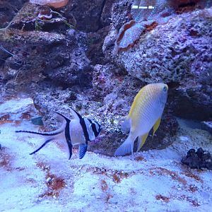 Banggai Cardinalfish and Golden Damselfish