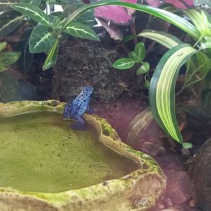 Blue Poison Dart Frog