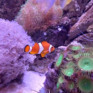 Clownfish