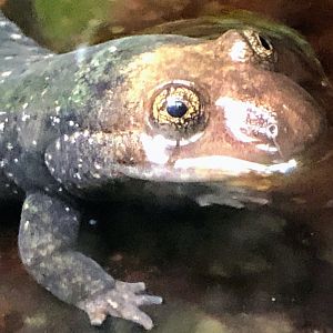 Shovelnose Salamander