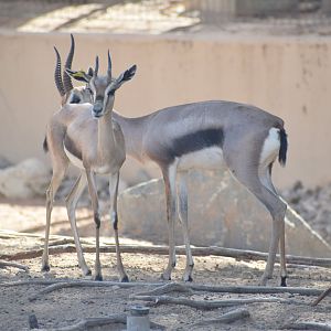 Speke's Gazelle
