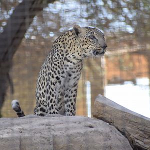 Arabian Leopard