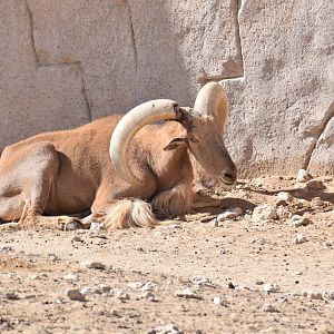 Saharian Barbary Sheep