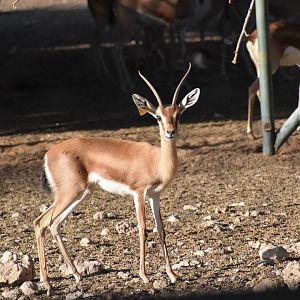 Isabelline Dorcas Gazelle
