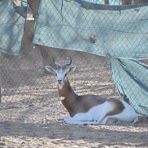 Dama Gazelle - nominate subspecies