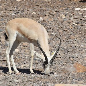 Arabian Sand Gazelle