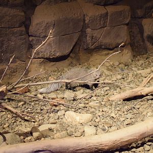White-tailed Mongoose