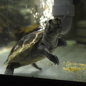 Big-headed Amazon River turtle (Peltocephalus dumerilianus)