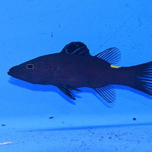Arrowhead soapfish (Belonoperca chabanaudi)
