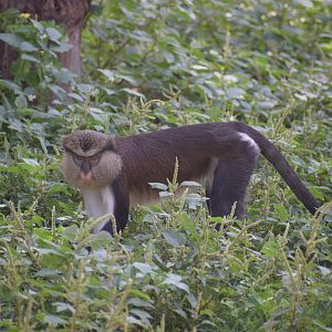 Dent's Mona Monkey