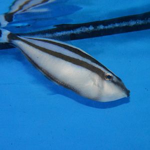 Rhinoceros leatherjacket (Pseudalutarius nasicornis)