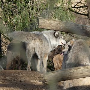 Strengthening pack bonds (Grey wolf)