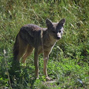 Side-striped Jackal