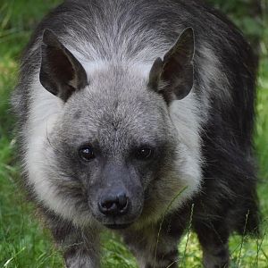 Brown Hyena