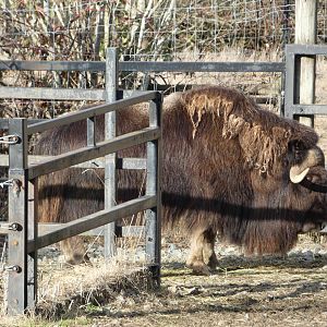 Muskox