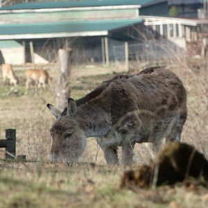 Oscar (Persian onager)
