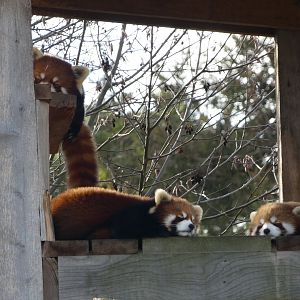 Family nap time (Red panda)
