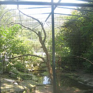 Berlin Zoo - Cattle egret aviary