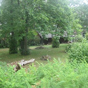 Berlin Zoo - Anteater exhibit