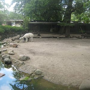 Berlin Zoo - Alpaca exhibit