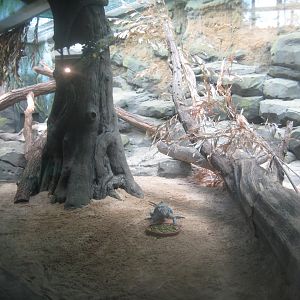Berlin Zoo - "Empire of Cats" - Iguana exhibit