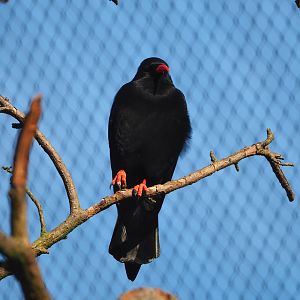 Red-billed chough (Pyrrhocorax pyrrhocorax), 2022-09-12