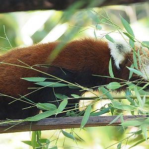 Nepalese red panda (Ailurus fulgens), 2022-09-12