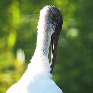 Black-headed ibis (Threskiornis melanocephalus), 2022-09-12