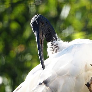 Black-headed ibis (Threskiornis melanocephalus), 2022-09-12